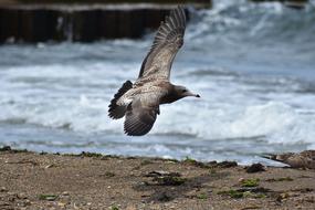 seagull over the sea surf close-up