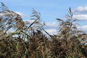 Reed Sea Grass