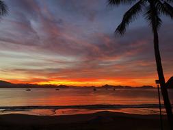 palm tree on the beach near the sea during sunset