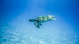 Turtle in Sea water