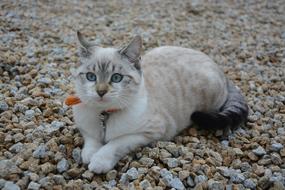 Cute, colorful and beautiful kitten, laying on the colorful stones