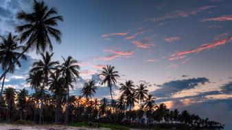 palm trees on the beach during sunset