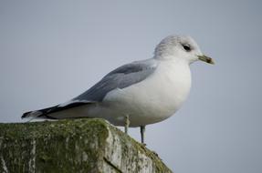 Seagull at Sea Beach