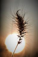 Grasses Blade Of Grass