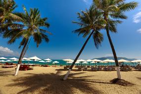 beach with palm trees in vietnam