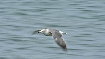 Animal Sea Bird Wild