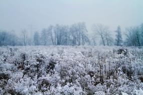 frost on plants in a rural field