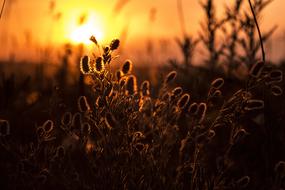 Silhouette Plants at Sunset