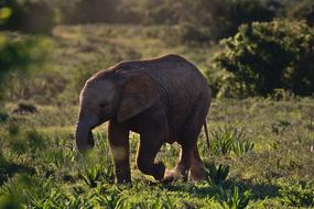 Elephant Sunset Child