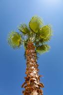 Low angle shot of the colorful and beautiful palm tree with colorful leaves, in sunlight, under the blue sky