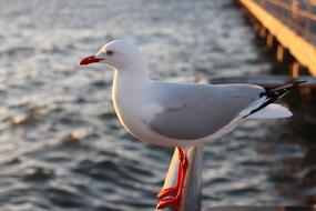 seagull Bird Ocean pier