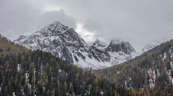 Conifer trees on mountains