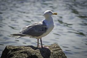 Close-up of the colorful, cute and beautiful seagull on the rock with shadow, near the water with ripple