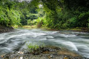 Beautiful landscape of the waterfall streams among the colorful plants, in the forest