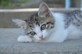 furry white grey Kitten, cute Pet