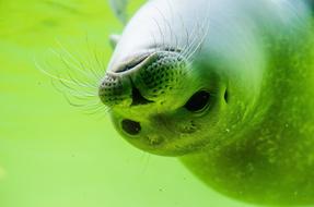 North Sea Crawl Seal