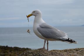 Gull Cornwall Sea