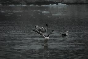 Birds Flying Antarctica Black And