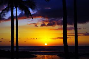 black silhouettes on the coast of hawaii