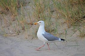 seagull on the beach sand close up