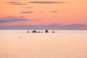 birds in the baltic sea