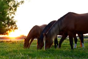 Cute and beautiful, brown horses on the grass, near the plants, at colorful and beautiful sunset