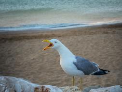 Seagull on Beach Sea