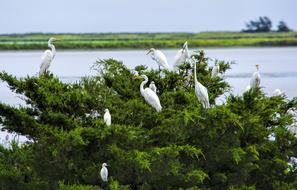 heron birds on Water Bay Plant