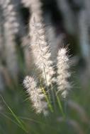 Ornamental Grasses Blade close-up in blurred background