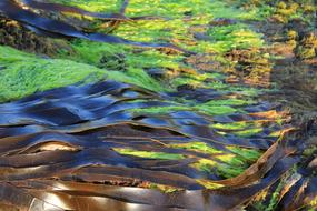 ocean Seaweed Kelp Nature