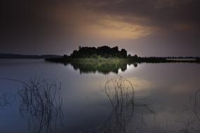 Outdoor Grass Reeds at Sunset