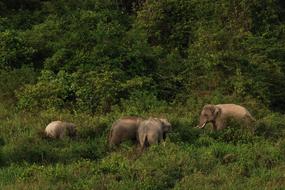 National Park Thailand Elephants