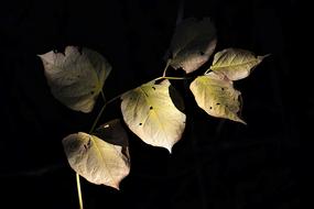 Close-up of the colorful and beautiful autumn leaves in light and shadows, at dark background