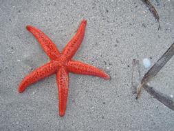 Close-up of the beautiful, red and orange starfish on the sandy beach