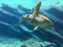 sea turtle swims underwater