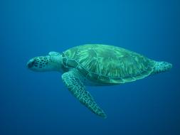 Turtle Diving in blue water