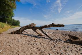 wood trunk on beach