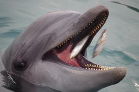 Beautiful and cute dolphin eating fish