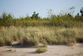 Grass on Sea Beach
