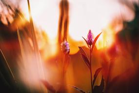 Bokeh Nature Flower