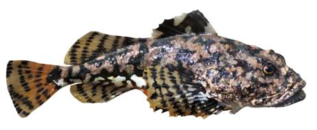 Fish Gurnard Preparation