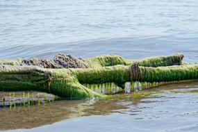 Close-up of the colorful and beautiful seaweed among the water with ripple