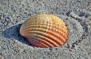 Close-up of the colorful and beautiful, patterned seashell on the sand, in sunlight