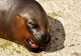 Seal or Sea Lion