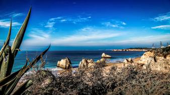 cacti on the coast in the Algarve