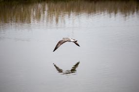 Colorful and beautiful seagull flying above the water with reflection, among the plants