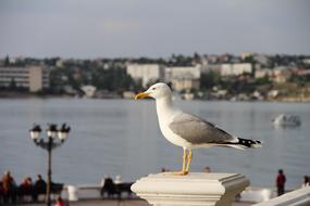 Seagull Sea Sky