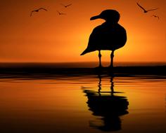 silhouette of a seagull on a background of golden sky