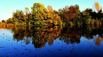 Autumn Trees Forest