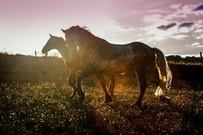 two Horses walking in countryside at Sunset